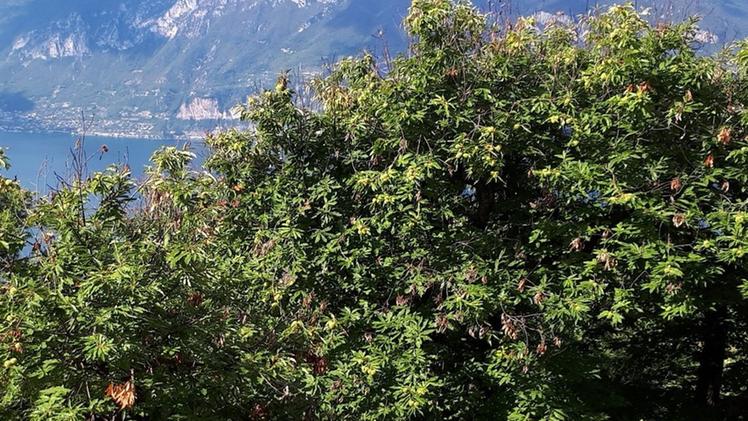Castagneti a Ca’ De Fies sul Monte Baldo
