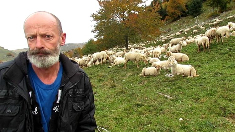 Il pastore Lorenzo Erbisti con il suo gregge sui pascoli della Lessinia: ha subito l’attacco dei lupi a pecore ed agnelli