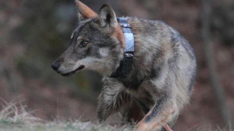 Il radiocollare applicato ai lupi serve anche ad attivare nuovi sistemi di allerta rapida