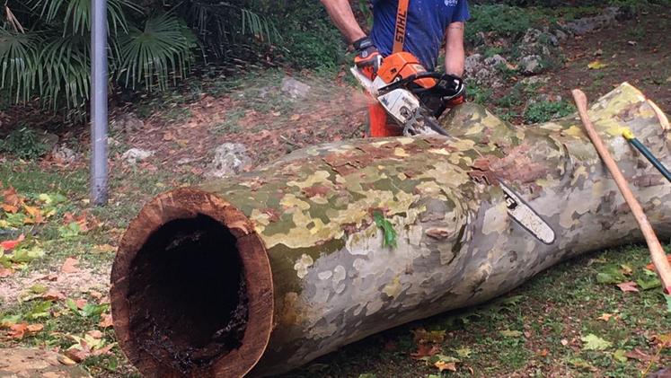 Taglio di alberi malati ai giardini Lombroso nel 2019
