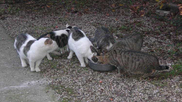Una colonia felina: i gatti arrivano quando i volontari portano il cibo