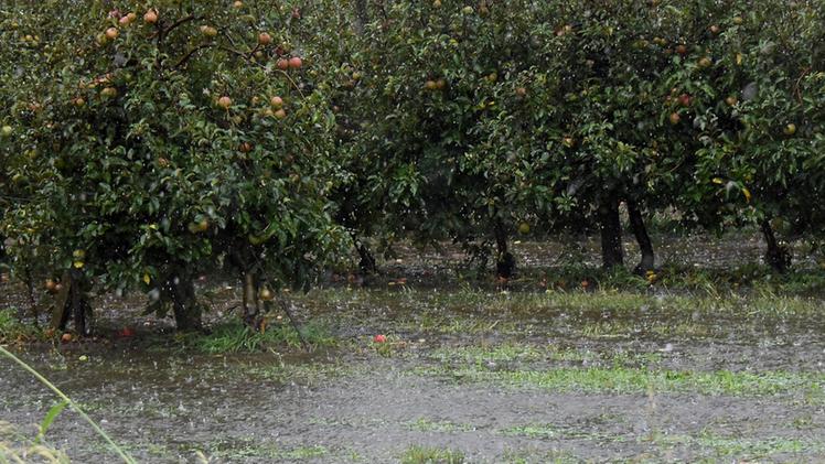 Un frutteto situato a Terrazzo, uno dei nove Comuni della Bassa danneggiati lo scorso agosto dal maltempo
