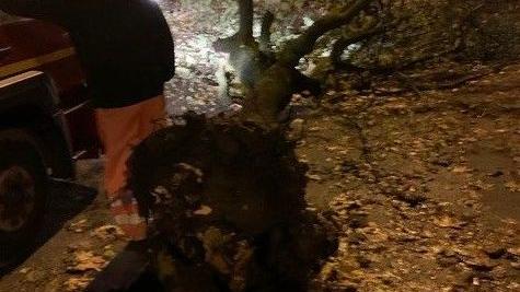 L’albero caduto nei giorni scorsi in Viale Bixio