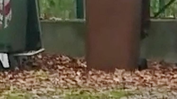 Topi nel giardino della scuola