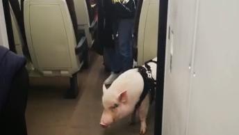 Il maiale Dior in treno