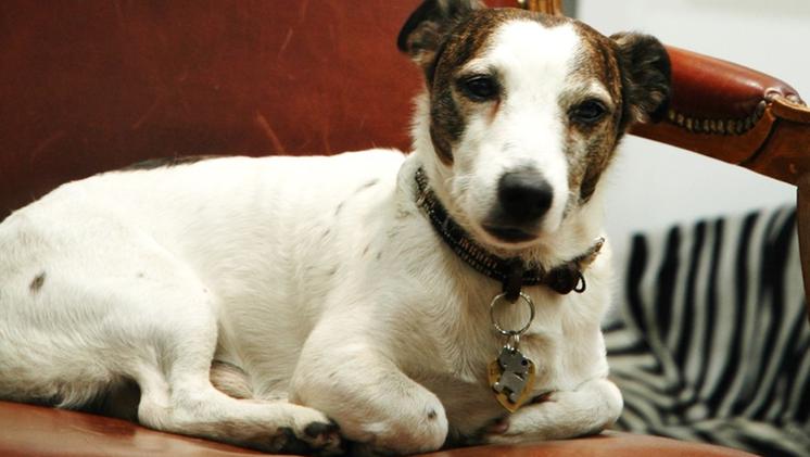 Un cane Jack Russell