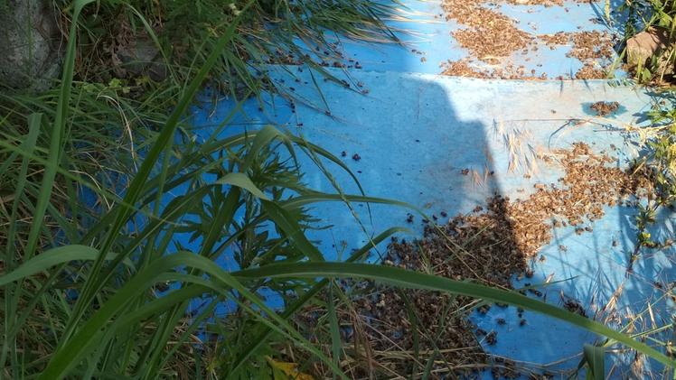 I teli messi da Luca Campagnari sotto le arnie a Sandrà per raccogliere le api morte