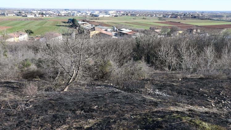 Un vigile del fuocoLe piante bruciate sul monte Ogheri  FOTO PECORA