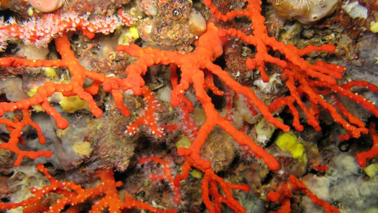 Una colonia di coralli