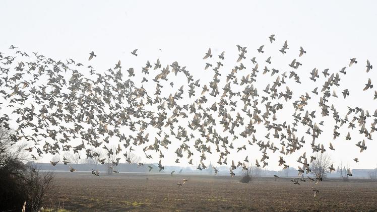 Uno stormo di piccioni su un campo di Cerea: l’emergenza dovrebbe risolversi a stretto giro DIENNEFOTO