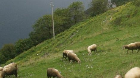 Pecore al pascolo sul Baldo
