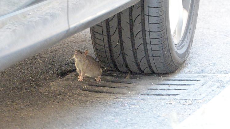 Un topo sotto un'auto a Legnago