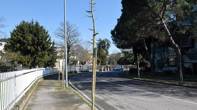 I primi alberi piantumati a Legnago in via Togliatti    DIENNE FOTO