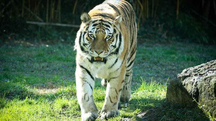 Botsman, maschio di tigre del Parco Natura Viva