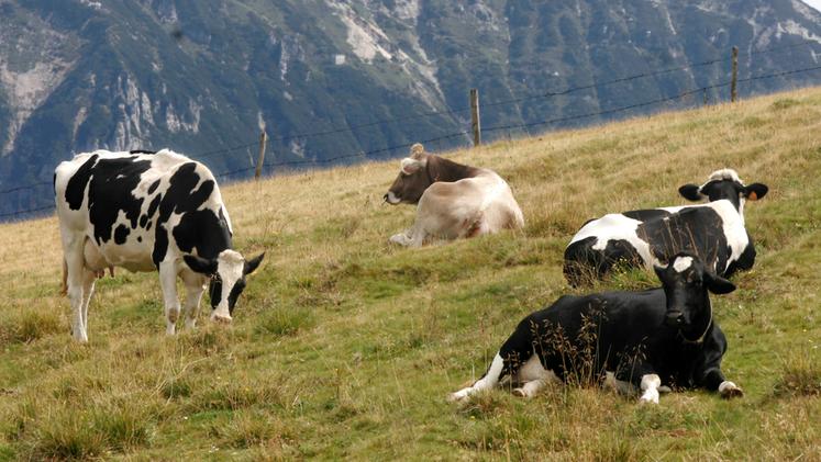 Vacche in Lessinia