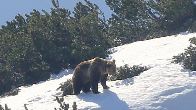 L’orso M49, chiamato Papillon, è arrivato sul Carega dal Trentino FOTO LUCA SIGNORI
