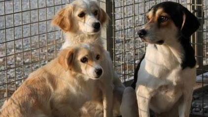 Cani assistiti nel rifugio di Merlara in attesa di adozione DIENNE