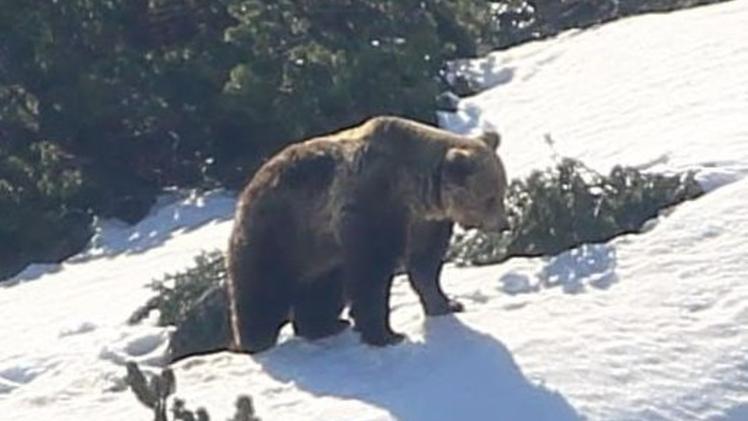 L’orso Papillon avanza nella neve sul monte Carega dopo lo sconfinamento