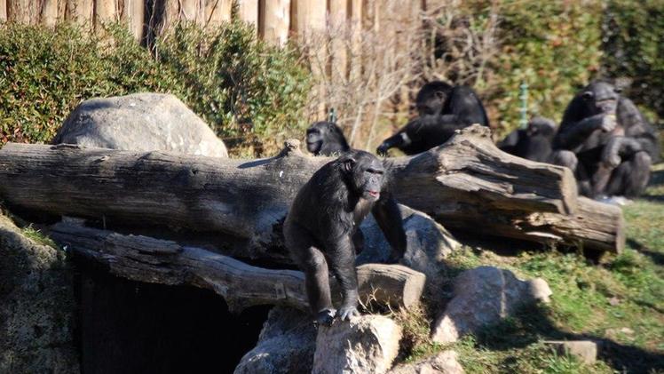 Scimpanzè al Parco Natura Viva