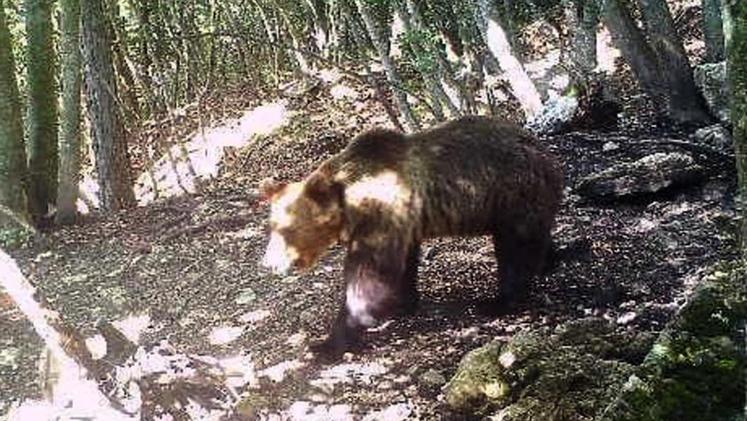 L'orso M49 fuggito in Trentino