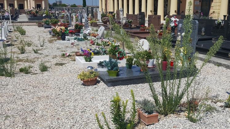 Erbacce vicino alle lapidi al cimitero di Villafranca FOTO PECORAL’incuria sul ghiaino davanti alle tombe con cespugli di piante non estirpate da mesi