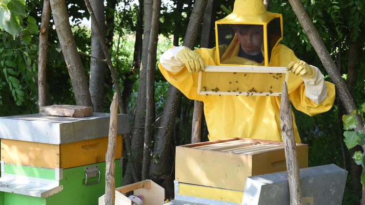 Matteo Mileto con le sue api DIENNEFOTO