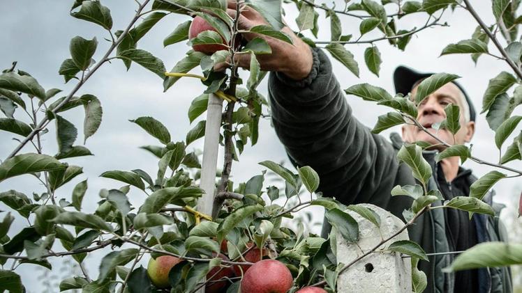 Quest’anno la raccolta delle mele partirà sotto buoni auspici