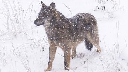 Un lupo fotografato da Silvano Paiola in Lessinia durante una nevicata