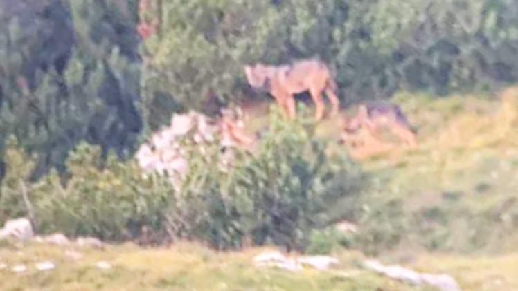 La foto scattata dal cacciatore con il teleobbiettivo e che ritrae i cuccioli di lupi