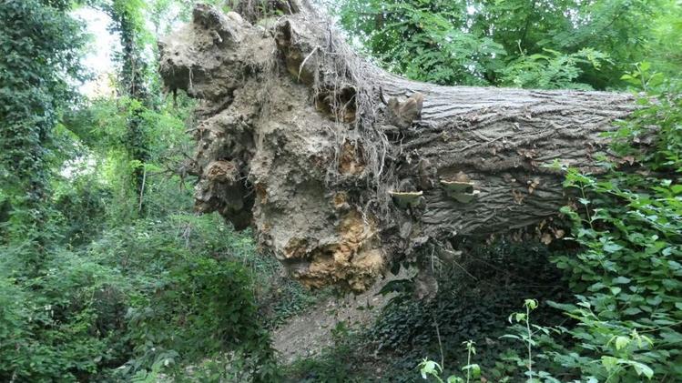 La riva del Mincio senza alberi dopo l’intervento dell’Agenzia interregionaleLa boscaglia sull’altra parte della riva del fiumeUn albero caduto sull’argine del Mincio