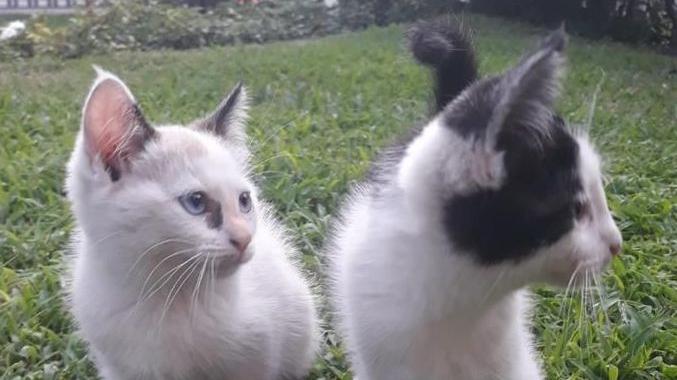 Proliferazione di gatti in via Morando, dovrà esserci un responsabile
