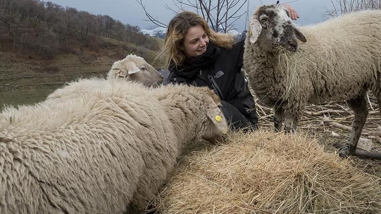 Silvia Montanaro porta in braccio uno dei suoi caniSilvia Montanaro nel suo allevamento di pecore Brogne