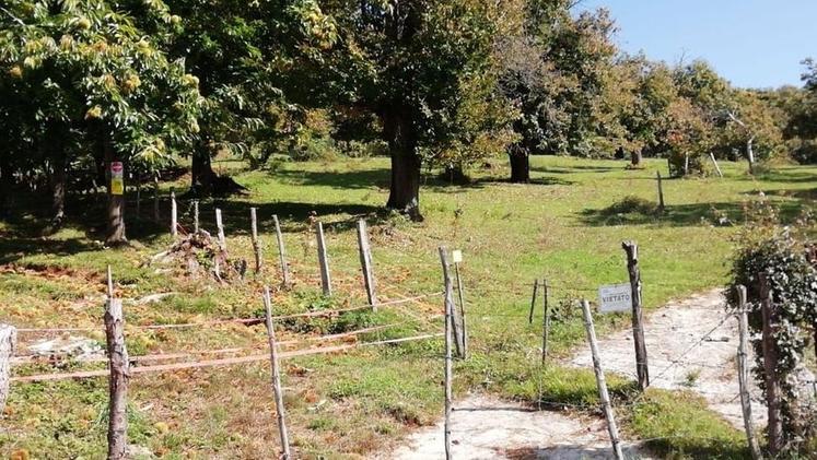 I recinti creati dagli agricoltori per evitare che i cinghiali facciano strage di castagne