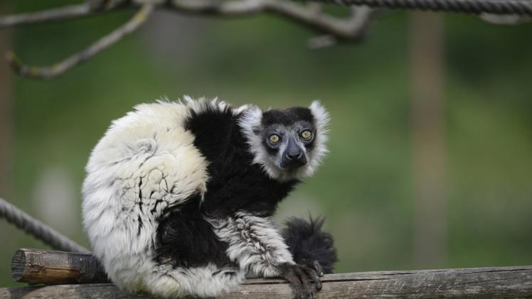 Silver, il lemure portato in Europa per salvare la specie dall’estinzione, cosa ancora possibile