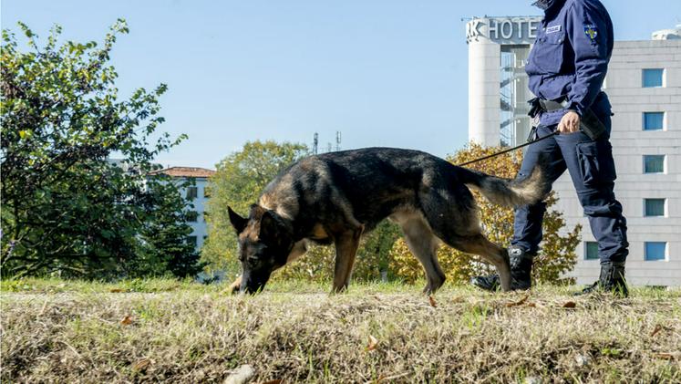 Pico, il cane antidroga della polizia locale (foto d'archivio)