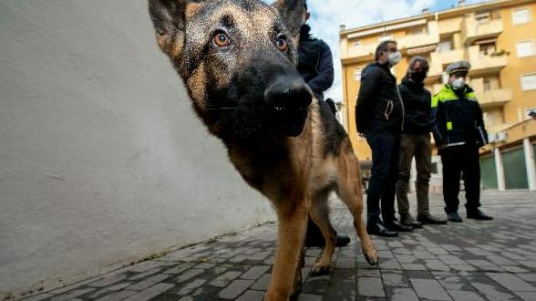 Axel, la nuova unità cinofila della polizia locale (Foto Marchiori)