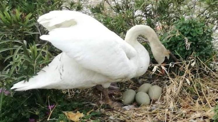 Mamma cigna con le sue uova prima della distruzione