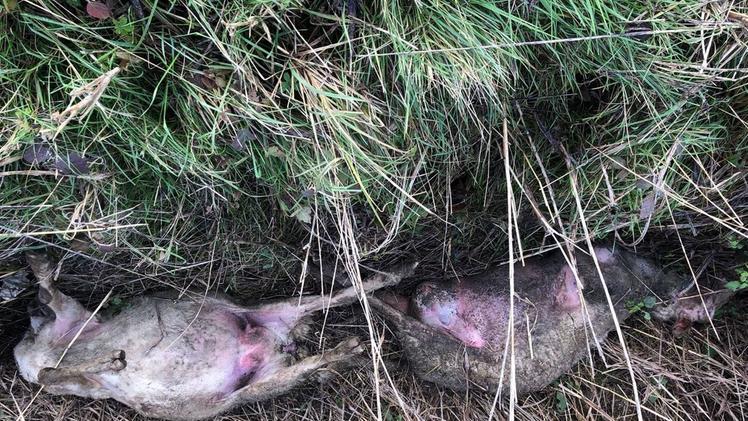 Le carcasse delle pecore morte gettate nei fossi di Pontepossero