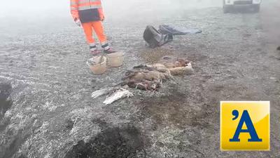 Animali morti avvelenati a gazzo veronese (Diennefoto)