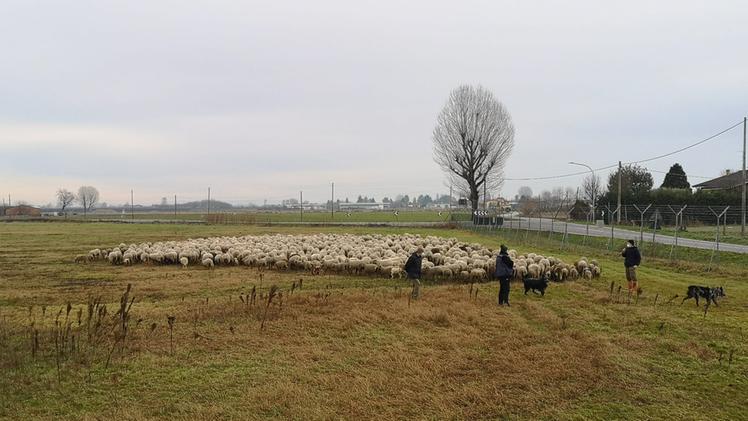Pecore verso la base militare (Dienne)