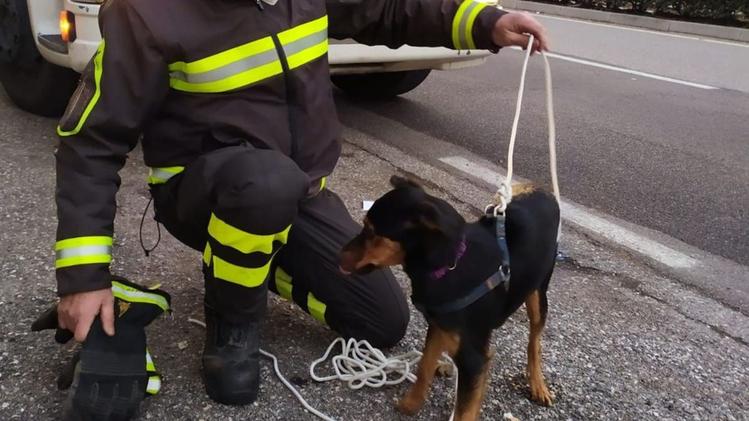 Il vigile del fuoco con il cane che aveva salvato in corso Milano