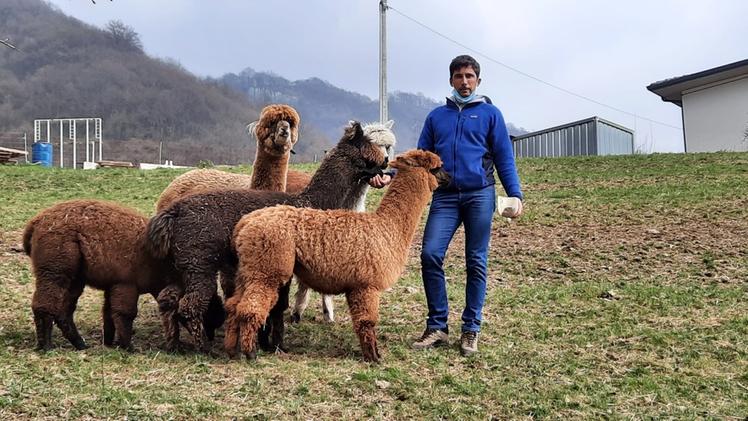 Romano Boschi con gli alpaca superstiti (foto Zambaldo)