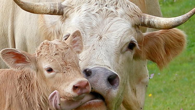 Una cesena colta mentre si ciba di frutti di sorboMamma camoscio accompagna il suo cucciolo alla scoperta del mondoLa vacca Charolaise lecca amorevolmente il suo vitellino