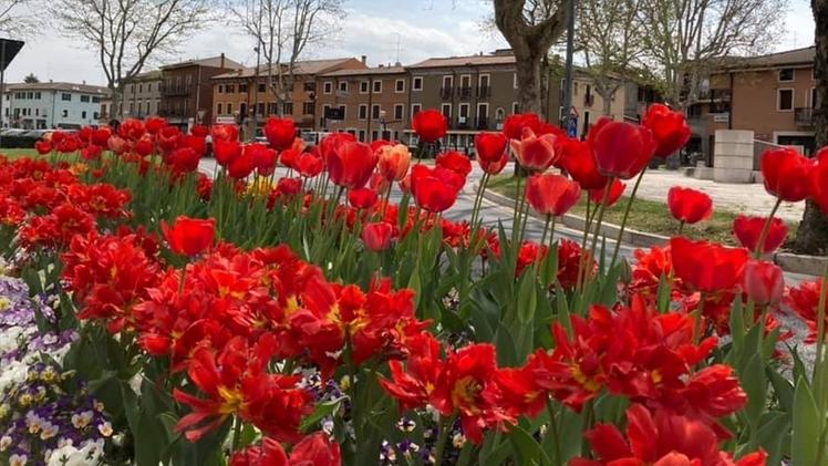 Una parte dei bellissimi tulipani voluti dal Comune per il centro e le frazioni di San Giovanni Lupatoto