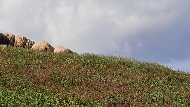 Pecore dell'allevamento Magagna di Grezzana (Zambaldo)