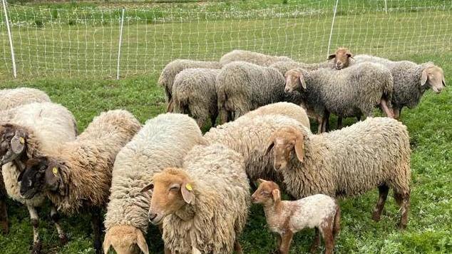 Le pecore Brogne  che erano sparite dal recinto