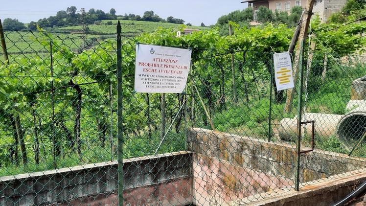Un cartello indica il pericolo per l’uso dell’acqua da irrigazioneIl vascone sotto osservazione dell’ArpavUn altro avviso sotto a un tubo per irrigare i campi