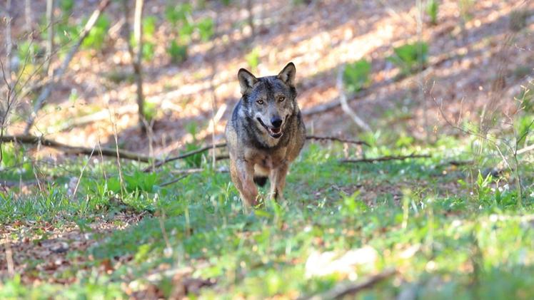 Femmina di lupo gravida fotografata nella primavera del 2020 in Lessinia dal carabiniere forestale Luca Signori