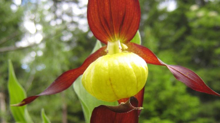L’orchidea Cypripedium calceolus