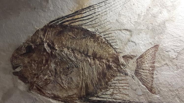 Fossile di pesce al museo di Bolca